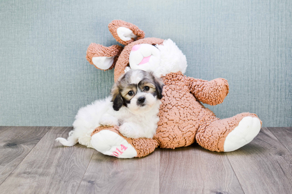 Fluffy Teddy Bear Designer Pup