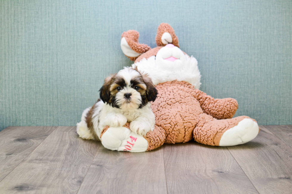 Teddy Bear Pup Being Cute