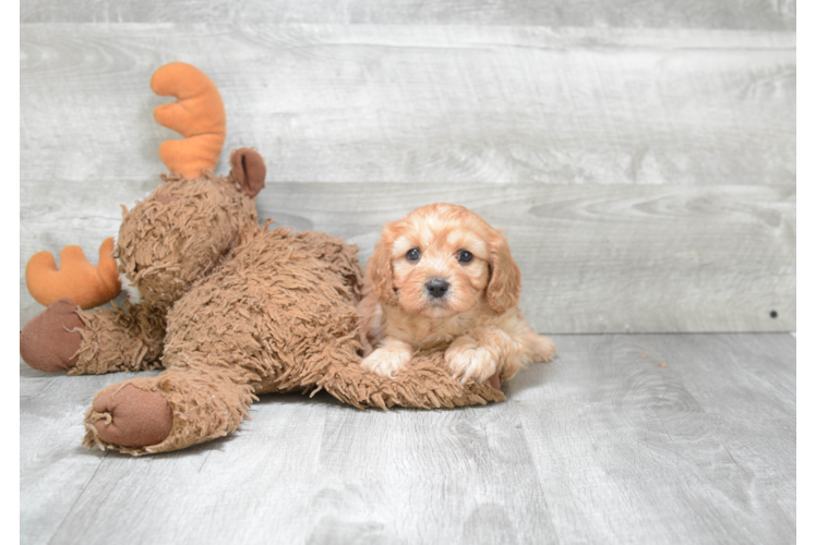 Cavapoo Puppy for Adoption