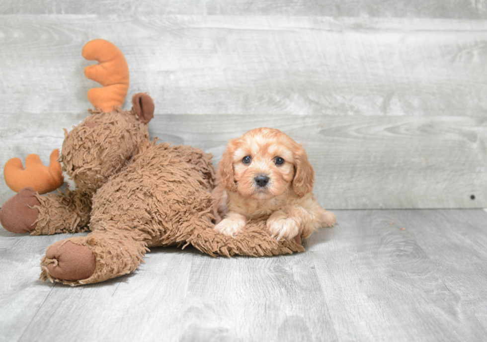 Cavapoo Puppy for Adoption