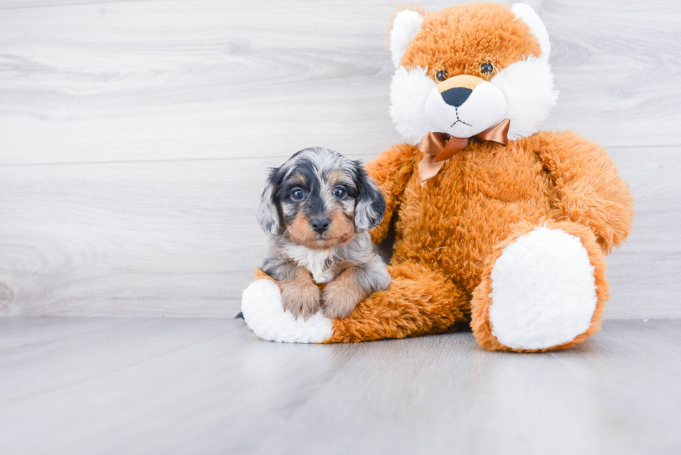 Mini Doxiedoodle Pup Being Cute