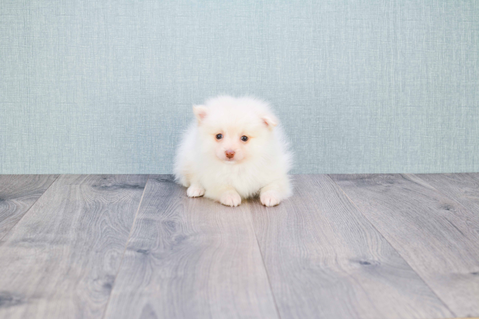 Pomeranian Puppy for Adoption