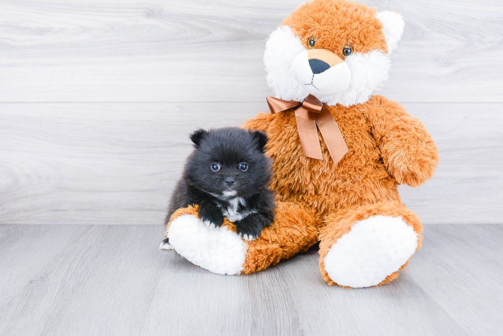 Best Pomeranian Baby