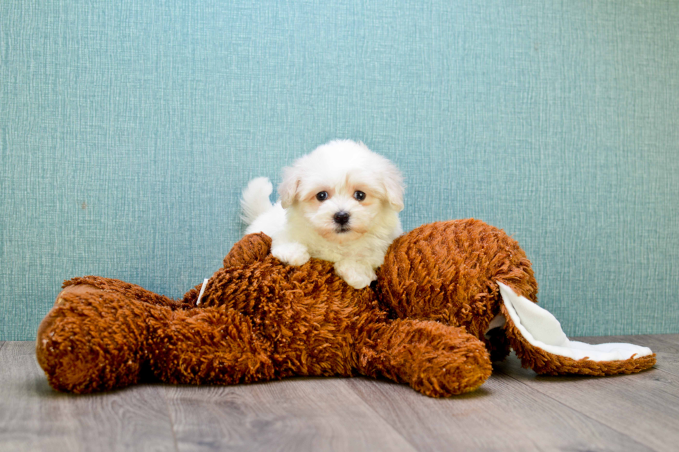 Adorable Maltese Poodle Poodle Mix Puppy