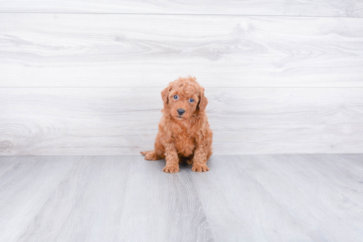 Smart Mini Goldendoodle Poodle Mix Pup