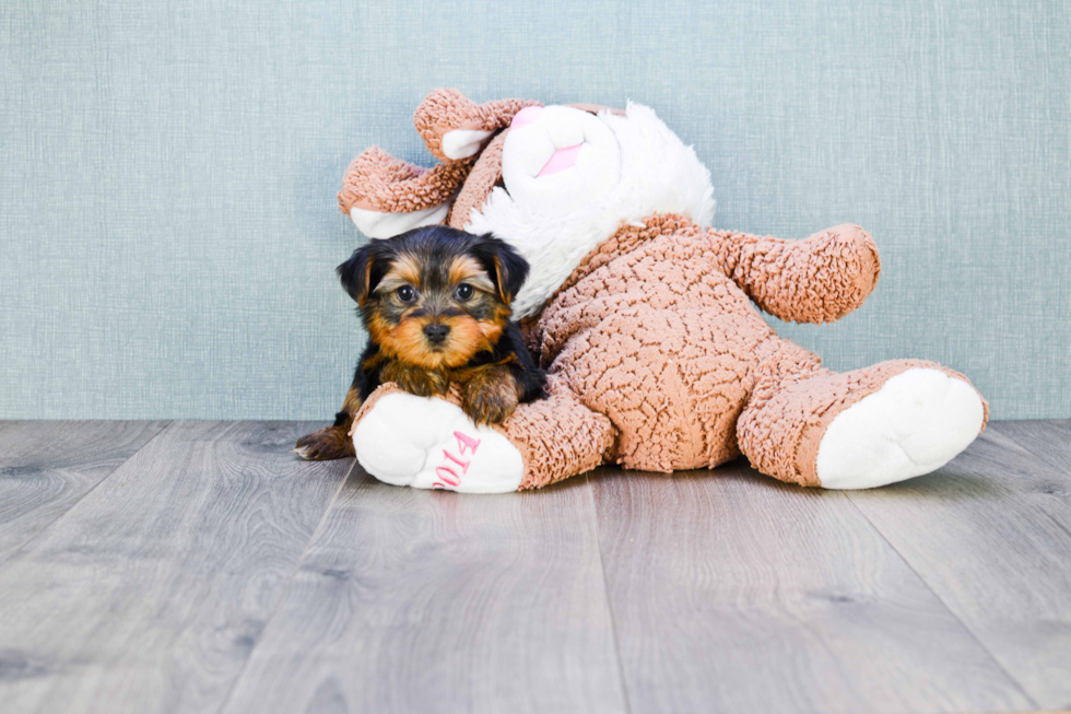 Meet Goldie - our Yorkshire Terrier Puppy Photo 