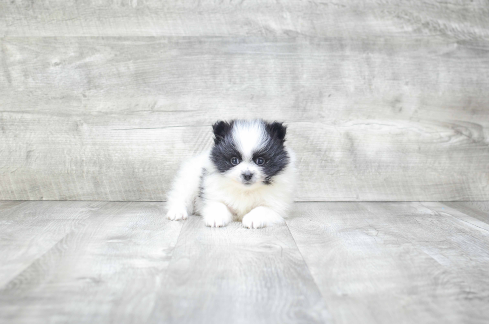 Energetic Pomeranian Purebred Puppy