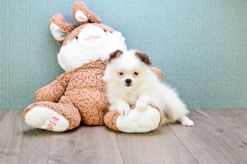 Pomeranian Pup Being Cute