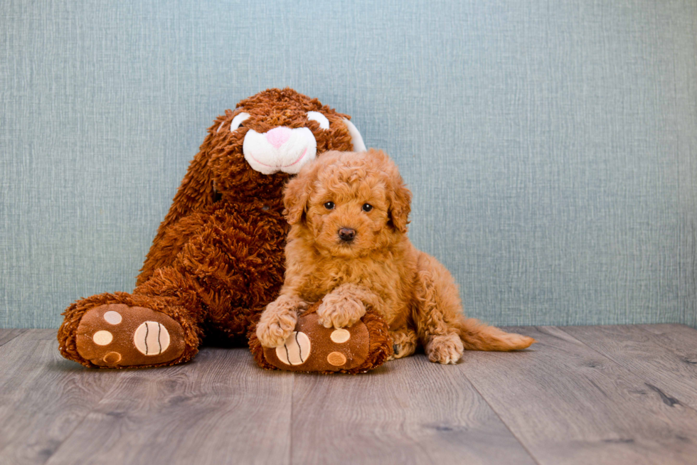 Petite Mini Goldendoodle Poodle Mix Pup