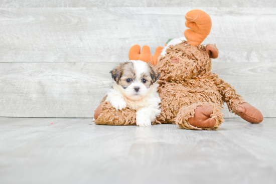 Friendly Teddy Bear Baby