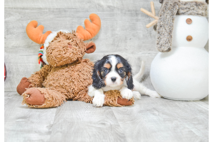 Best Cavalier King Charles Spaniel Baby