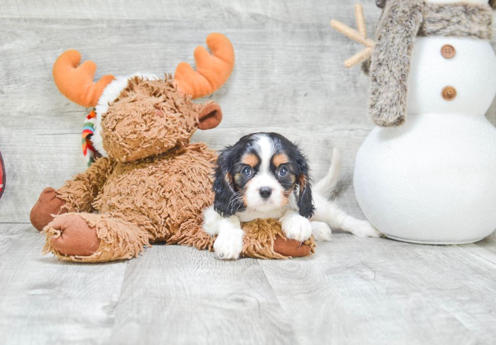 Best Cavalier King Charles Spaniel Baby