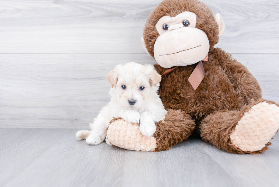 Hypoallergenic Maltepoo Poodle Mix Puppy