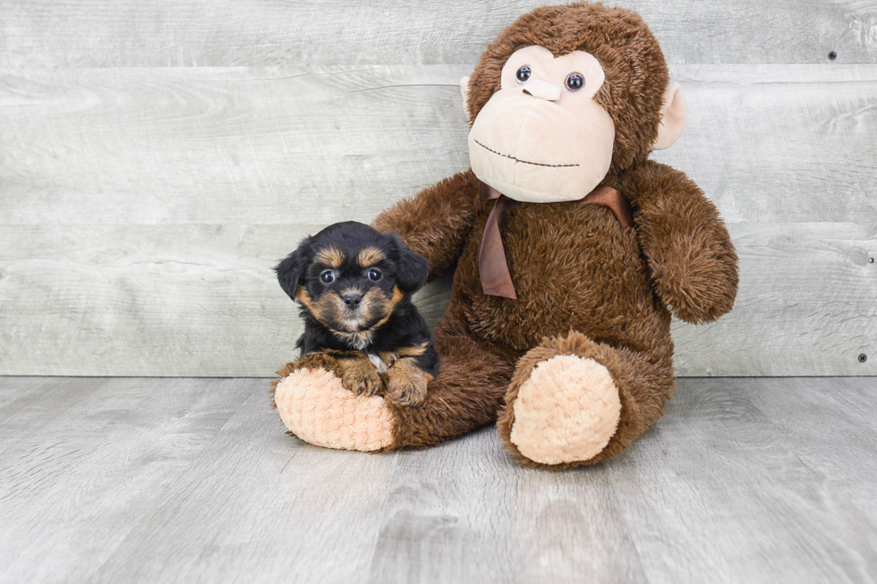 Best Teddy Bear Baby