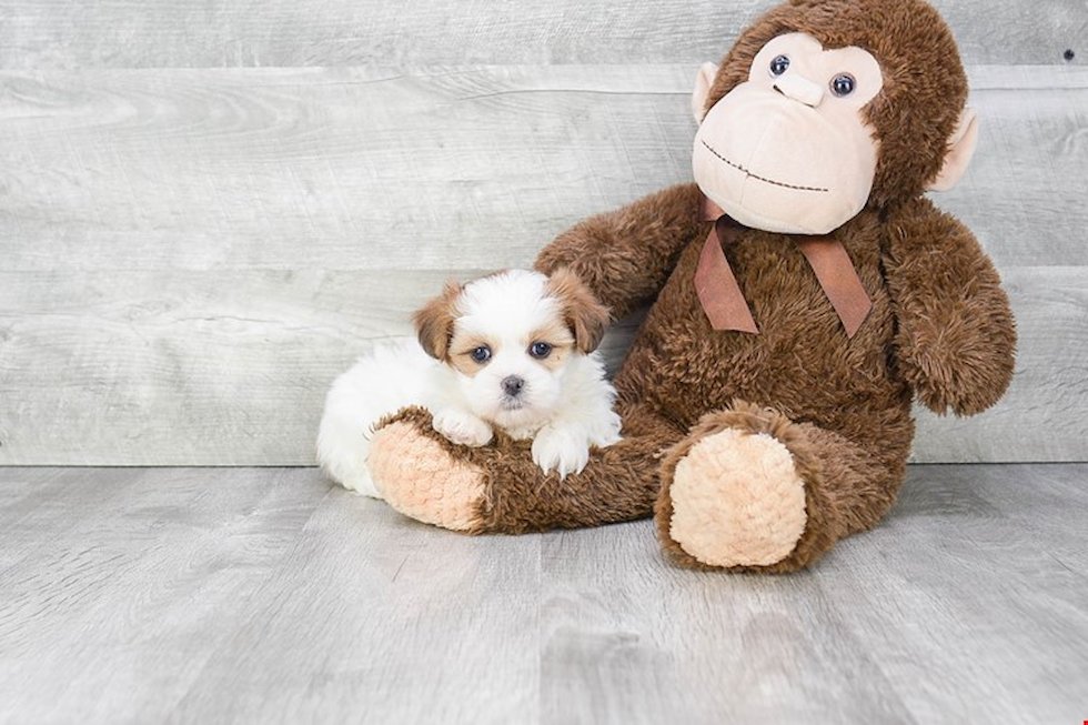 Smart Teddy Bear Designer Pup