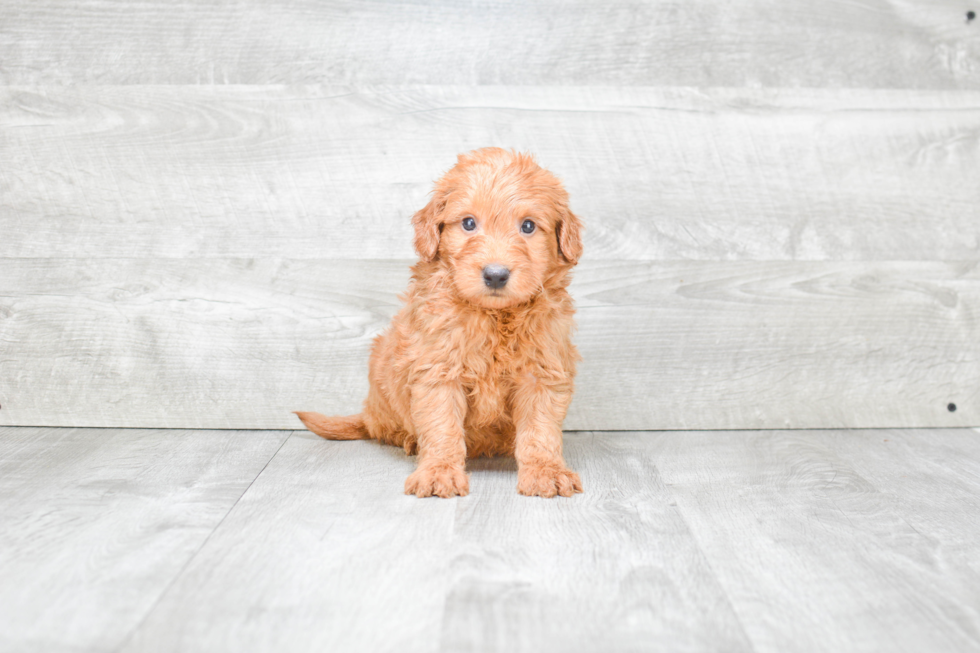 Little Golden Retriever Poodle Mix Puppy