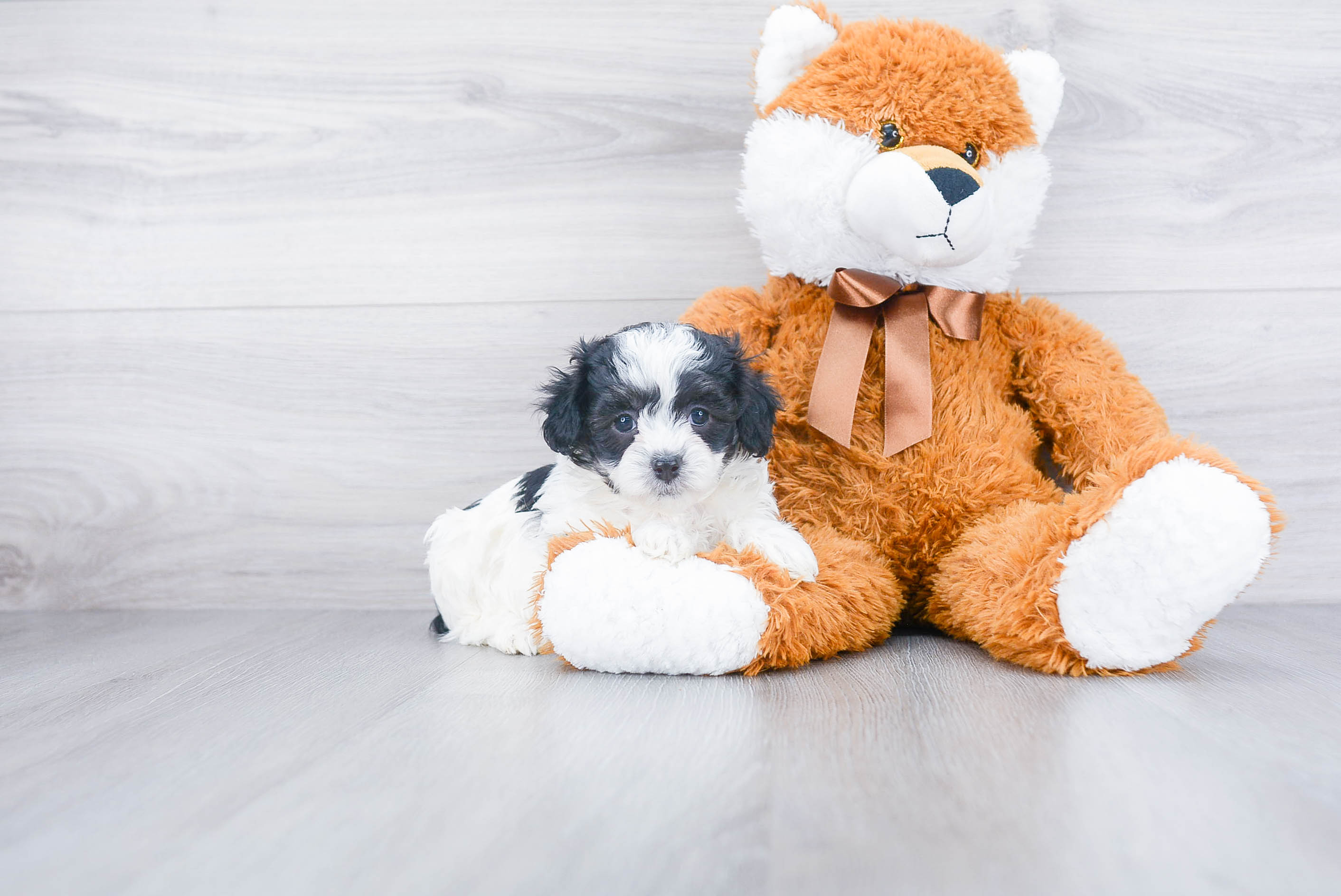 Fluffy Maltipoo Poodle Mix Pup