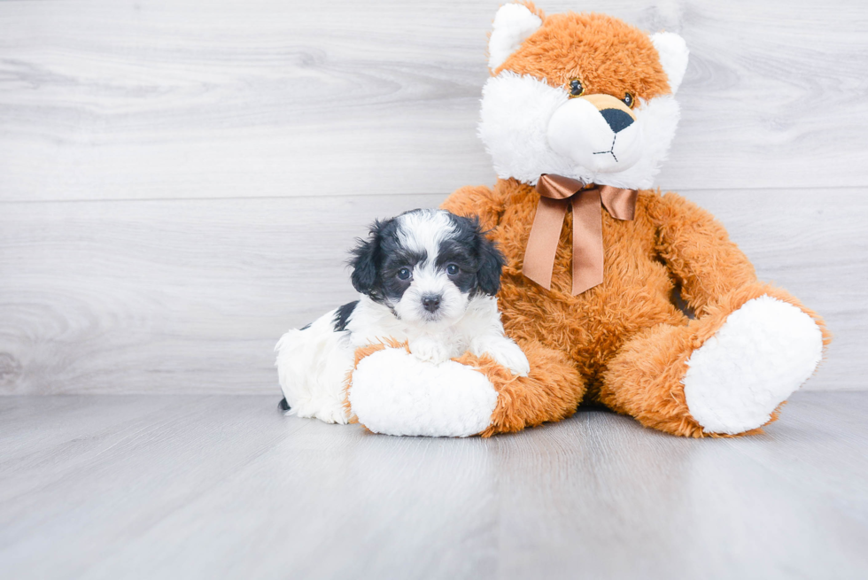 Fluffy Maltipoo Poodle Mix Pup