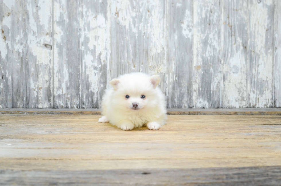 Small Pomeranian Purebred Pup