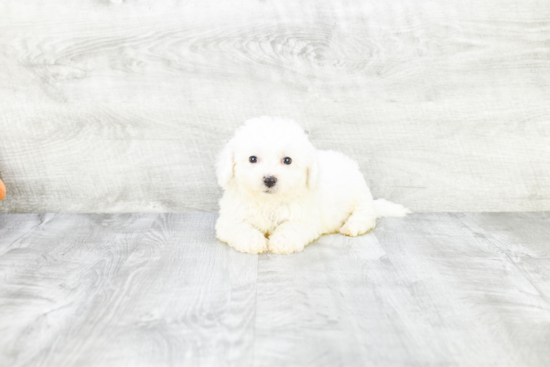 Funny Bichon Frise Purebred Pup