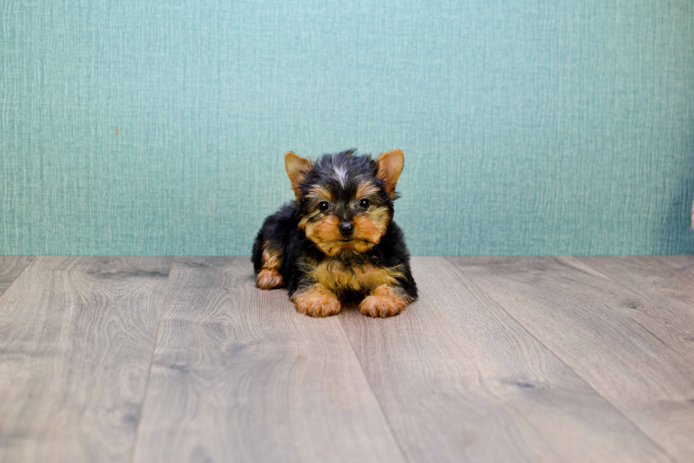 Meet Tinkerbell - our Yorkshire Terrier Puppy Photo 