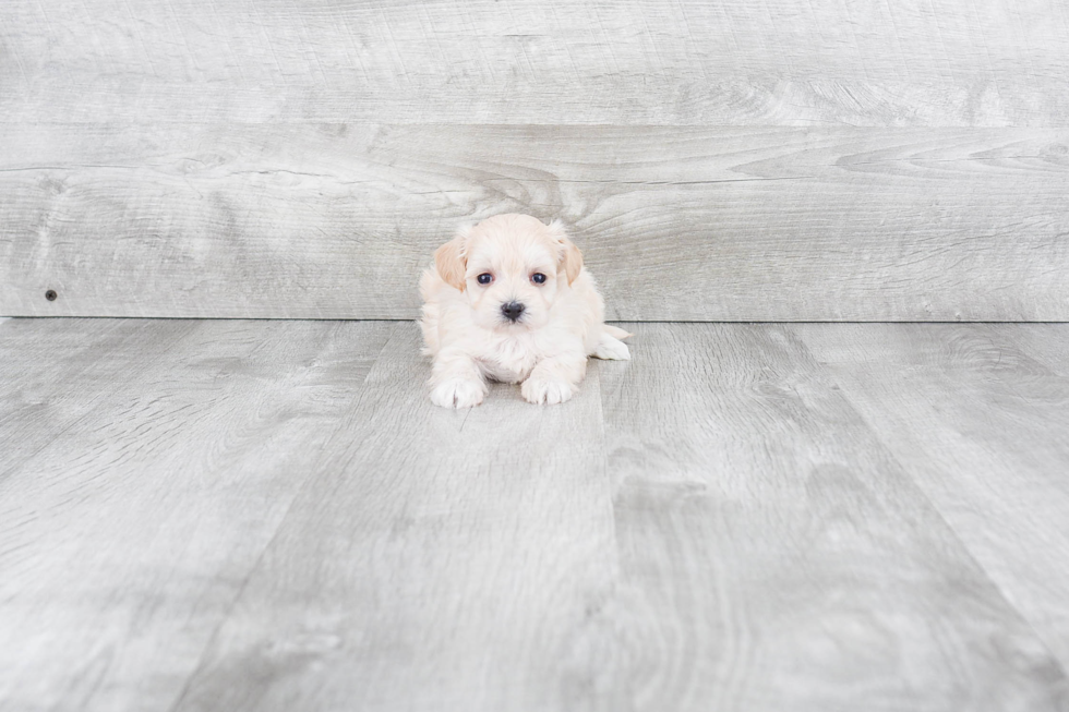 Energetic Maltepoo Poodle Mix Puppy