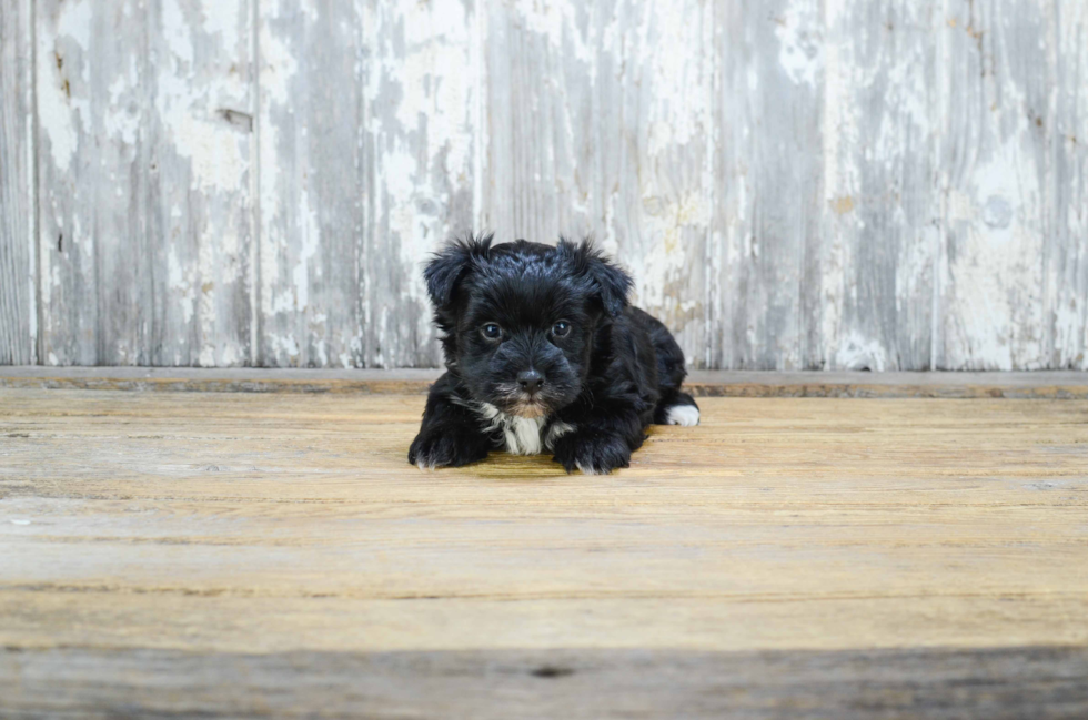 Morkie Pup Being Cute