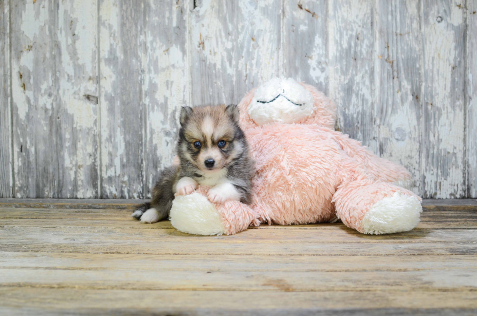 Pomsky Puppy for Adoption