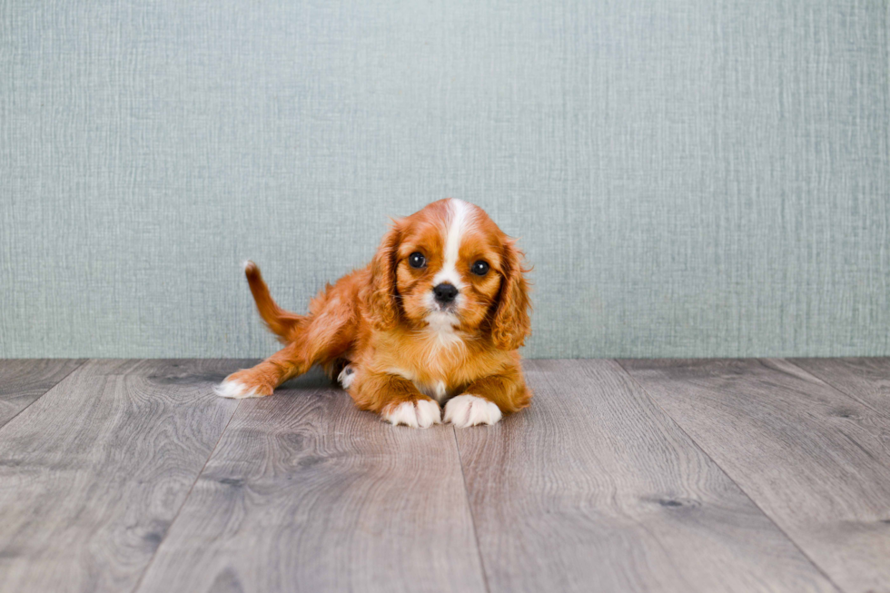 Small Cavalier King Charles Spaniel Purebred Pup