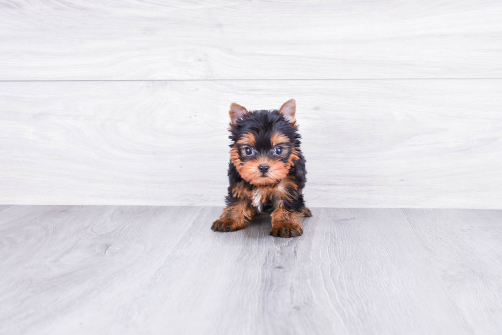 Meet Nugget - our Yorkshire Terrier Puppy Photo 