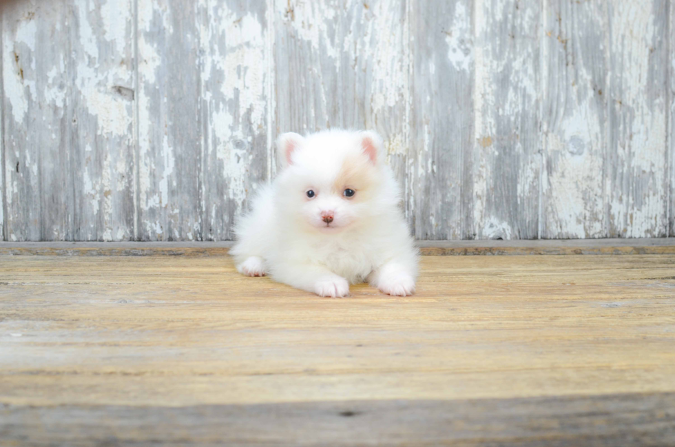 Pomeranian Puppy for Adoption