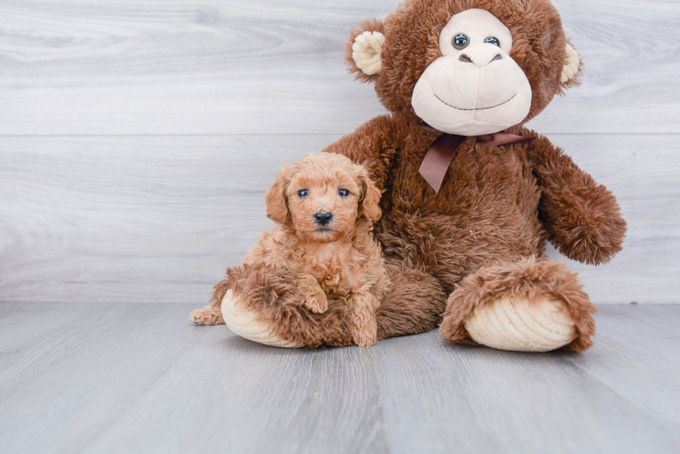 Adorable Cavoodle Poodle Mix Puppy