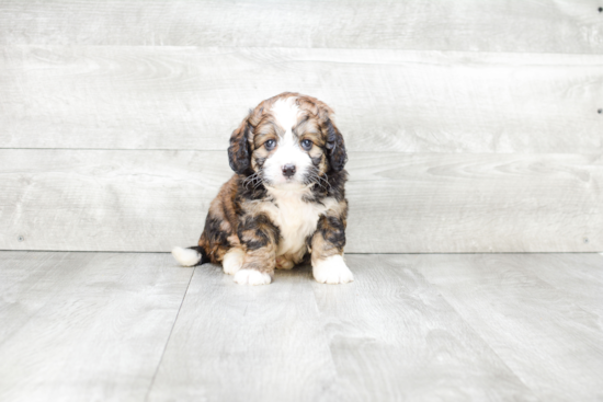 Best Mini Bernedoodle Baby