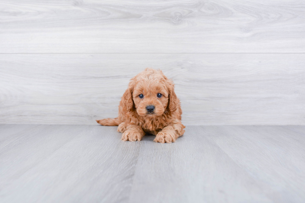 Friendly Cockapoo Baby