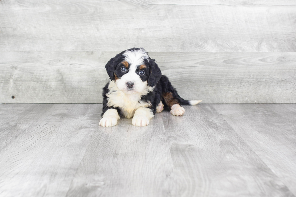 Little Bernadoodle Poodle Mix Puppy