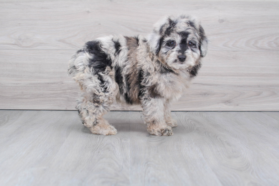 Mini Aussiedoodle Pup Being Cute