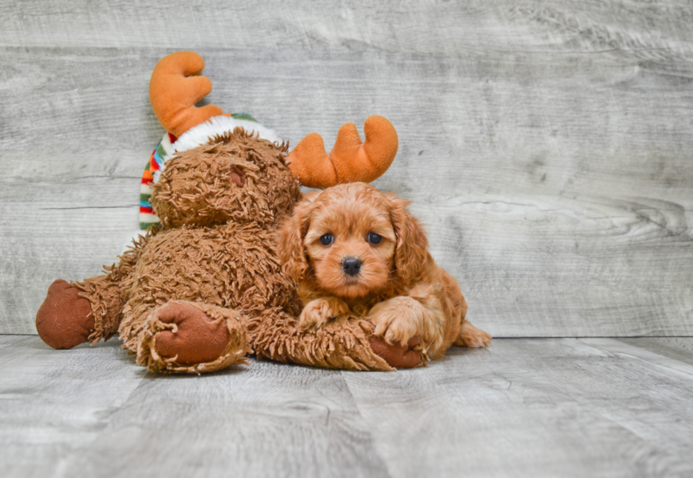 Cavapoo Pup Being Cute