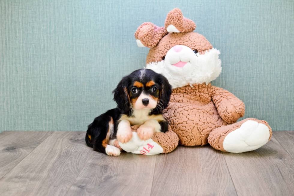 Funny Cavalier King Charles Spaniel Baby