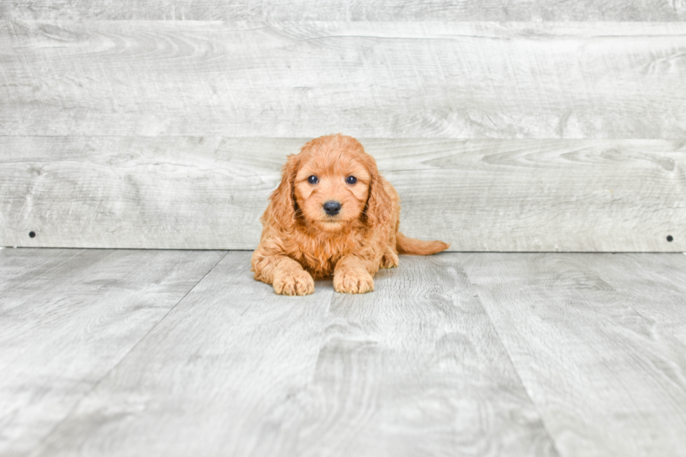 Mini Goldendoodle Pup Being Cute