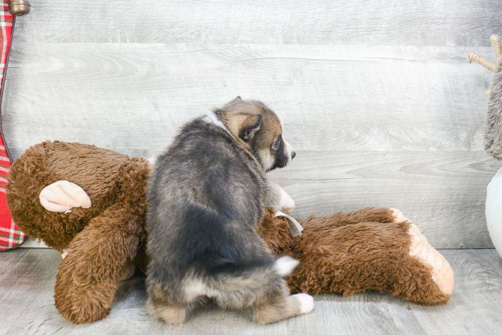 Pomsky Pup Being Cute