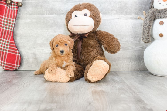 Best Mini Goldendoodle Baby