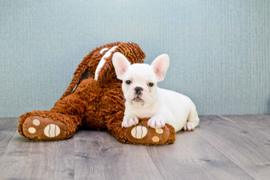 Hypoallergenic French Bulldog Purebred Pup