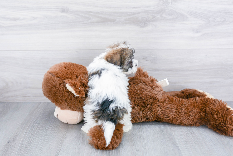 Akc Registered Havanese Purebred Pup