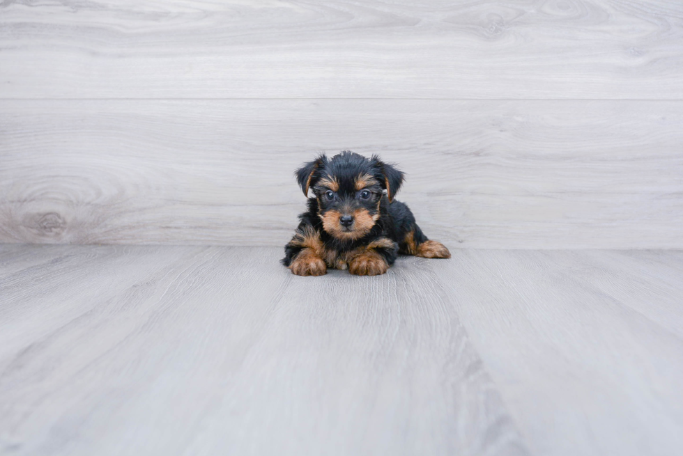 Meet Steph - our Yorkshire Terrier Puppy Photo 