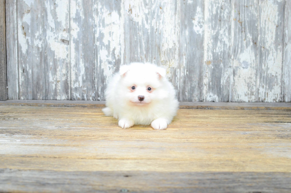 Adorable Pomeranian Purebred Puppy