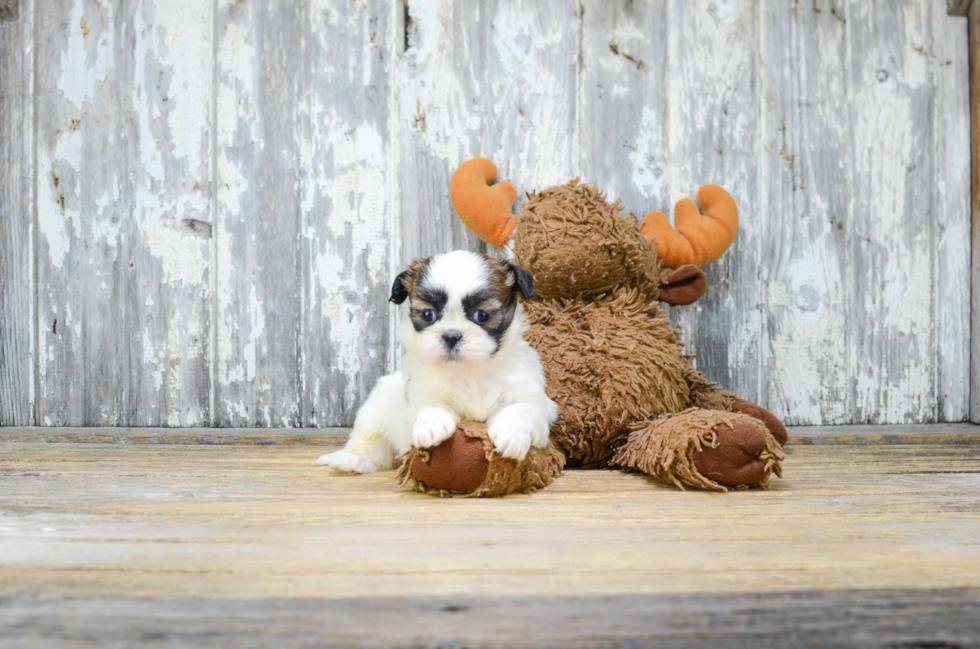 Sweet Teddy Bear Baby