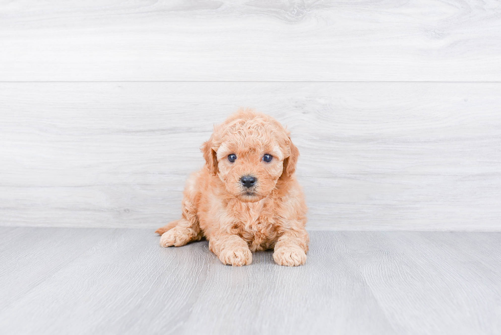 Playful Golden Retriever Poodle Mix Puppy