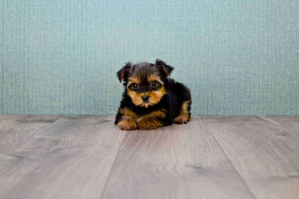 Meet Twinkle - our Yorkshire Terrier Puppy Photo 