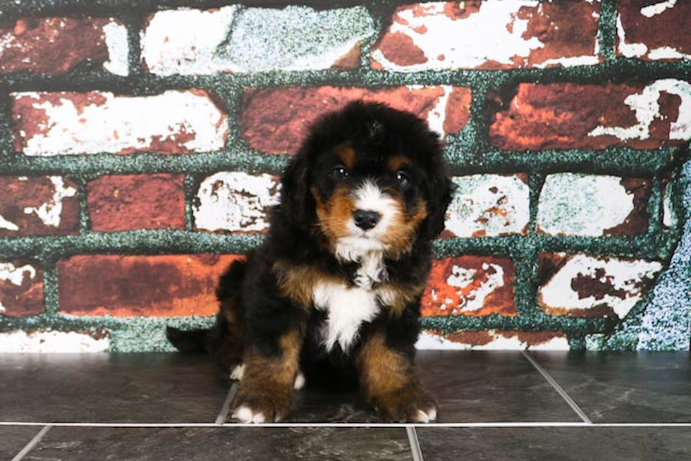 Mini Bernedoodle Pup Being Cute