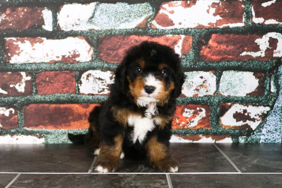 Mini Bernedoodle Pup Being Cute